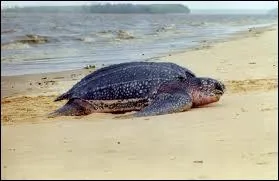 Quelle est la plus grande tortue ?