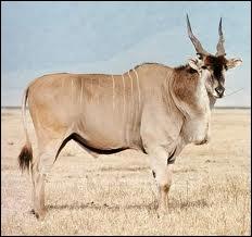 Quelle est la plus grande antilope d'Afrique ?
