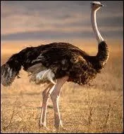L'autruche est le plus grand oiseau du monde. Combien de doigts  chaque patte a-t-elle ?