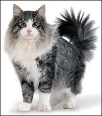 Quelle est la race de ce magnifique chat ? (  mon got )