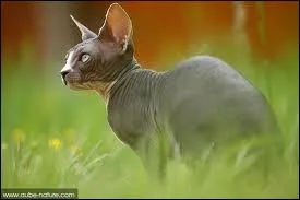 Quelle est la race de ce chat nu ?