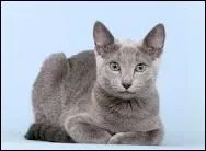 Quelle est la race de ce chat ?