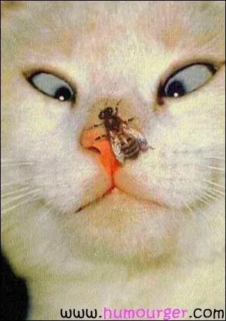 Comment reconnat-on qu'une mouche est une femelle ?