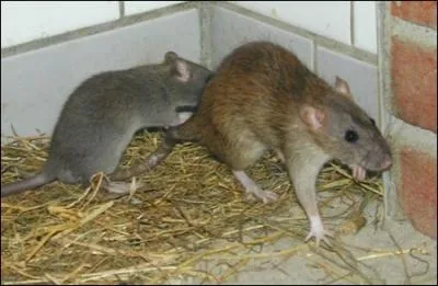 Monsieur et Madame Raton ont une fille qui n'aime pas les  on-dit  !