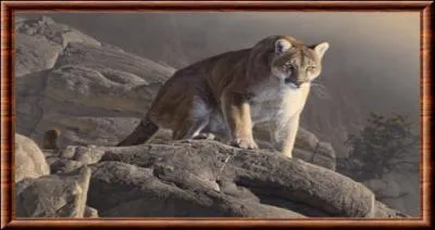 Ces fauves apparaissent dans la mythologie  Inca . Ils servent alors la justice divine en terrorisant les hommes dsobissants.