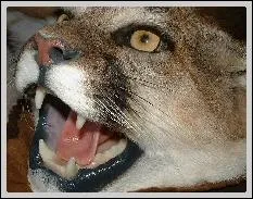 Peu d'ennemis pour le puma, qui ne s'en laisse pas compter, mais en Amrique du Nord il aura sans doutes maille  partir avec :