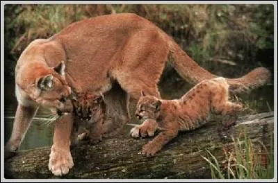 Le puma rugit.