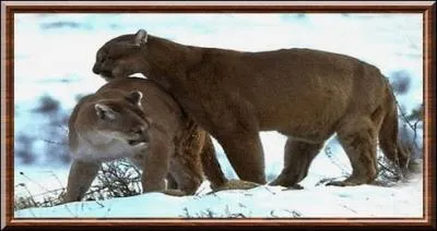 Les mles et les femelles se ctoient annuellement pour la reproduction, sur une priode d'environ :