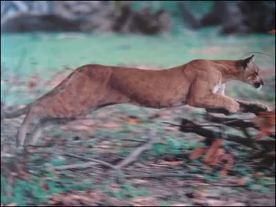 Excellent coureur, il possde une vitesse d'attaque qui atteint 80 km/h ; mais suprme sauteur il fait des bonds, dpart arrt, de :