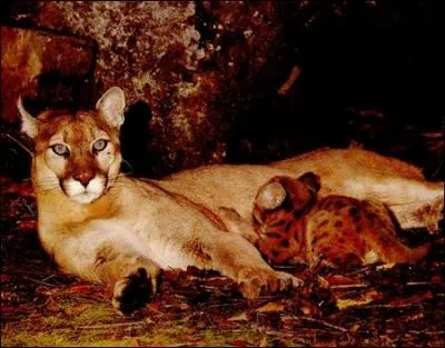 La mre puma lve ses petits durant :