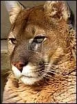 Que fait systmatiquement un puma rassasi ?