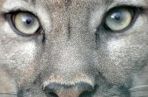 Quiz Animaux
