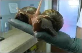Certes, il n'est pas un gant parmi les gants, mais cet escargot est le gant de son espce, pouvant aller jusqu' 20 cm et 1, 5 kg. Est-il naturel ou un rsultat scientifique ?