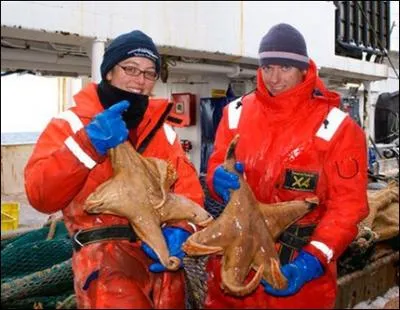 Mme les toiles de mer ont leurs gantes, qui peuvent atteindre 1 m de diamtre, ce qui n'est pas le cas de celles-ci de taille dj imposante. D'o viennent celles de l'illustration ?