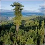 La nature a produit Hyprion, qui est l'arbre vivant le plus haut du monde. C'est un squoia  feuilles d'if de Californie, et il mesure ?