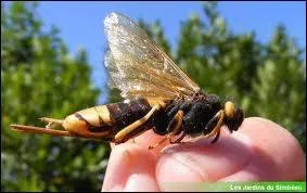 Les gants ne sont pas toujours dans les pays exotiques. Ceci est le sirex ou gupe du bois, qui peut faire une taille de 2  3 cm. Cet insecte se nourrit ?