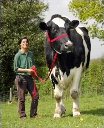 Voici la preuve que tous les animaux peuvent tre atteints de gigantisme. Voil une vache de taille trs imposante, qui se prnomme Chili, et fait plus de 2 m de haut, qui est d'origine ?