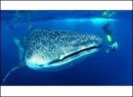 Ceci est le plus grand poisson du monde, le requin baleine, reconnaissable  sa taille et  ses taches. Vous pouvez voir le plongeur qui le cotoie, et semble minuscule. Il est surnomm ?