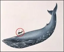 C'est un dessin qui permet d'apprcier la diffrence de taille entre l'humain et le plus grand ctac du monde, la baleine bleue. La tte de la baleine reprsente... ?