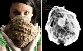 Cette hutre gante, conserve  l'aquarium de Portsmouth (GB), renfermerait, vu l'IRM ralise (visible sur la photo) une perle de la taille d'une balle de golf. Quelle est sa particularit ?