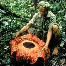 Cette fleur est la + grande fleur simple du monde, qui vit en Malaisie et aux Philippines. Elle se nomme  rafflsia ou rafflsie . Pour attirer les insectes et tre pollinise, elle a un parfum de ?