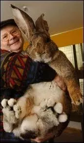 Voici Herman, c'est un sympathique lapin d'environ 10 kg, dont les oreilles font 20 cm de long. Quel est le nom de son espce, qui trahit son origine ?