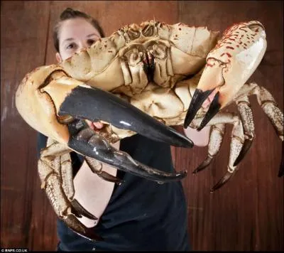 Et voici Claude, qui a chapp, grce  cette jeune fille,  la dgustation. Claude est un crabe trouv au large de la Tasmanie. Tous les crabes sont-ils comestibles ?