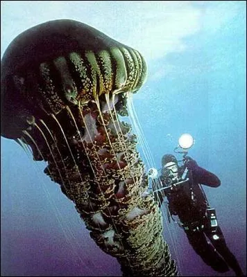 Cette mduse gante porte le nom de mduse  crinire de lion. Dans quelle(s) mer(s) drive-t-elle ?