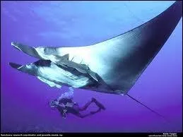 Les raies manta sont les gantes des raies (cliquer vous verrez la taille du plongeur). Ces animaux pacifiques peuvent atteindre en envergure ?