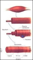 Compltez cette phrase. Les cellules qui composent les muscles et qu'on appelle communment fibres musculaires sont les 