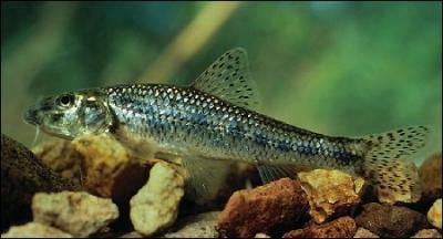 Pour les petits comme pour les grands, quel plaisir de pcher ce petit poisson, dans un coin ombrag, les pieds dans l'eau, en remuant doucement le sable !