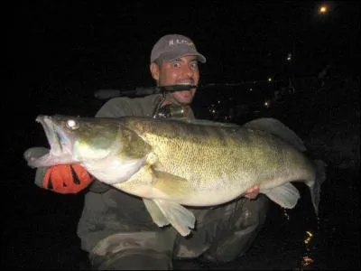 Introduit en France, il y a quelques dizaines d'annes, il reste le poisson prfr de beaucoup de pcheurs !