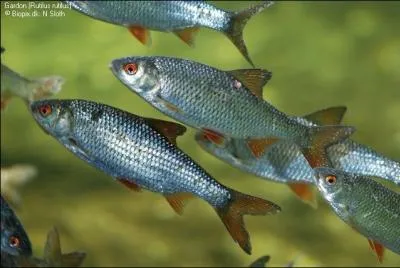 Du Nord au Sud, et d'Est en Ouest, vous le trouverez partout en Europe !