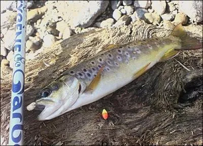 Prsente un peu partout galement, indicatrice d'une eau pure, la reconnaissez-vous ?