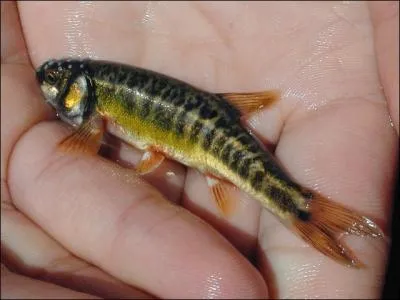 La truite est justement un grand amateur de ce petit poisson !