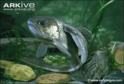 Une exception pour cet animal, qui n'est pas tout  fait un poisson, mais qui les parasite. Une seule des trois rponses est la bonne, alors regardez bien la photo !