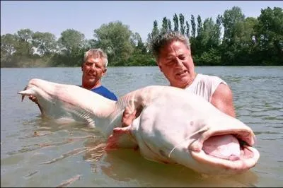 Je termine avec le plus gros poisson de nos eaux douces !