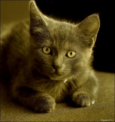 Comment dit-on cet autre animal de compagnie en anglais ?