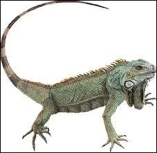 Quel chanteur est surnomm  L'Iguane  ?