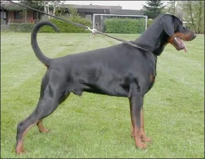 Le doberman adulte mle pse environ...