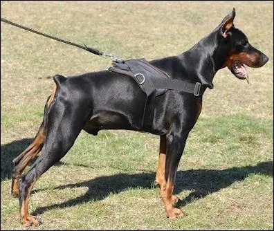 Un doberman mle mesure entre...