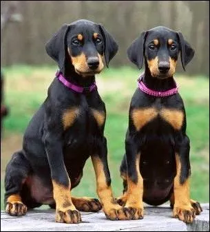 Les dobermanns sont courageux, la preuve :