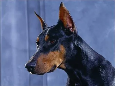 Dans les lieux publics, les dobermanns doivent porter une muselire :