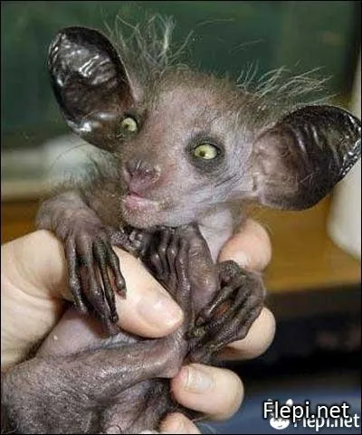 Quel est ce primate de Madagascar, lmurien aux incisives de rongeur, aux oreilles de chauve-souris et  la queue d'cureuil ?