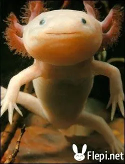 Qu'est-ce que l'axolotl ?