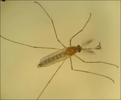 Et pour terminer, une question facile : Que consomme le moustique mle ?