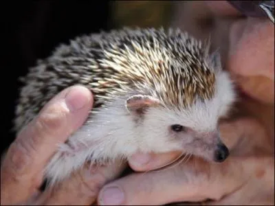 Et lui, quel est son principal menu ?