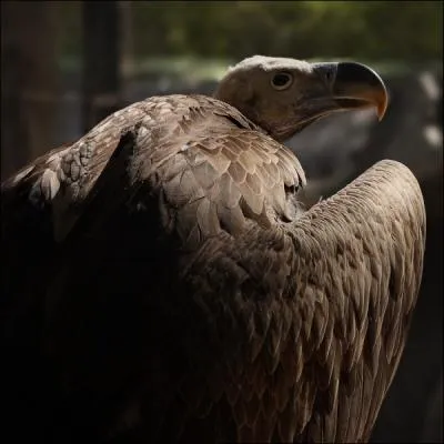 Lui ne fait pas le difficile, il consomme ...