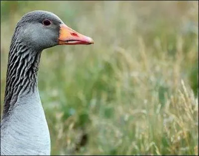 De quoi se nourrit principalement l'oie cendre (oie sauvage) ?