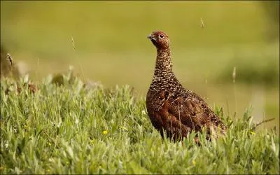 Endmique d'Angleterre, d'Ecosse et d'Irlande, la grouse a une prfrence pour ...